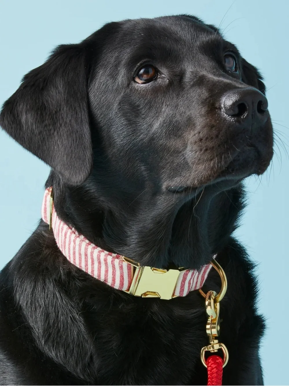 The Foggy Dog Gold Buckle Collar with Red and White Stripes XS